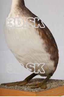 Bird whole body reference 0003